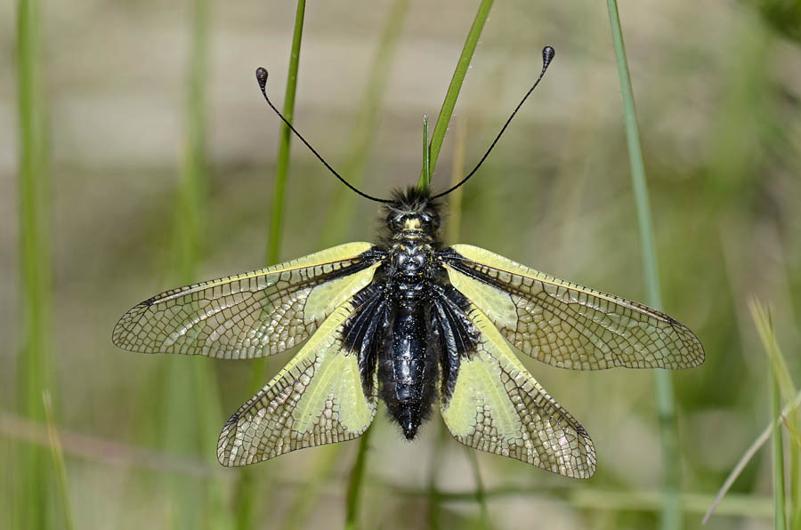 Libelloides coccajus maschio e femmina